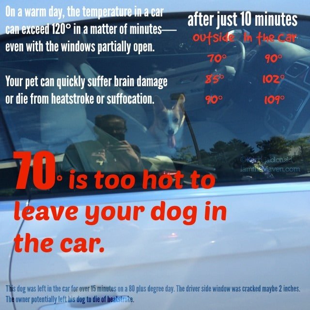 Don't leave your dog in a hot car!