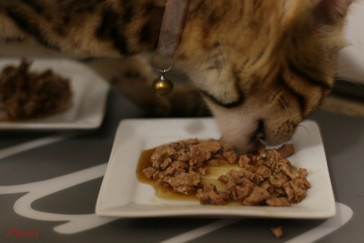 Hungry kitty #PerfectPortions ad
