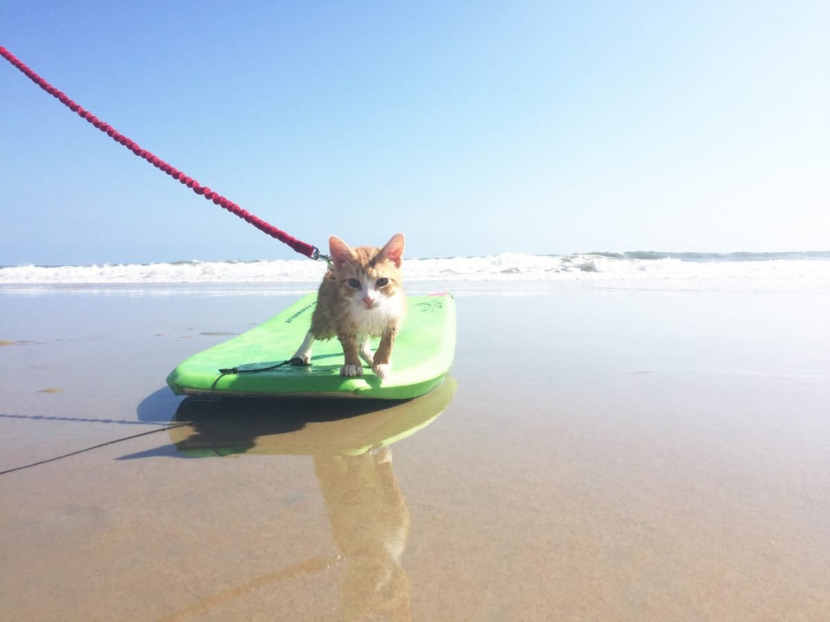 pip the beach cat on a boogie board